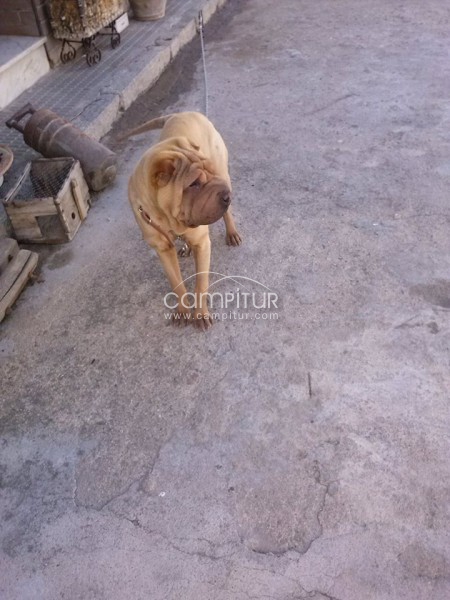 Shar Pei hembra de 7 meses