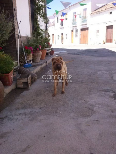 Foto 2 de Shar Pei hembra de 7 meses