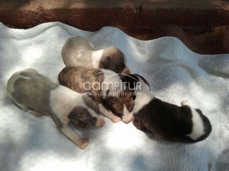 Preciosa camada de whippet