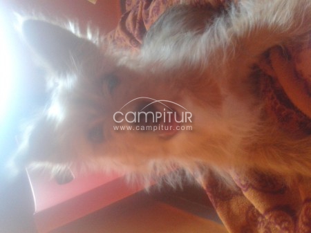 ¡ URGE !!!!!! REGALO CACHORRO DE TRES MESES YORSHAIRE MACHO 