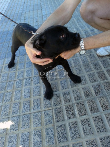 Busco dueño 