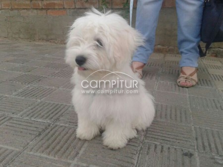 Vendo perro