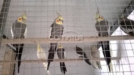 VENDO NINFAS, AGAPORNIS Y DIAMANTES MANDARINES 