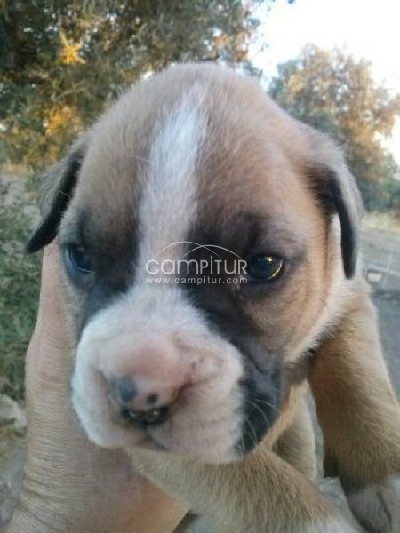 Foto 2 de Boxer