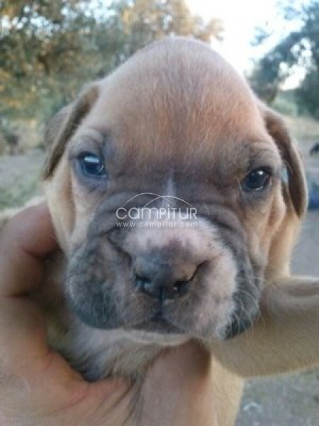 Foto 3 de Boxer