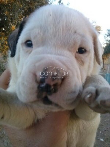 Foto 4 de Boxer