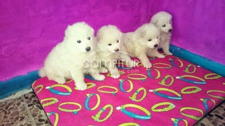 excelentes samoyedos