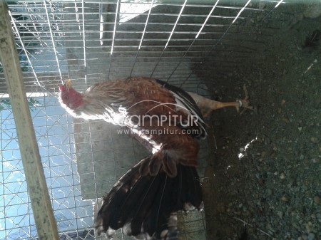 se vende gallos ingleses