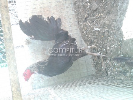 Foto 4 de se vende gallos ingleses