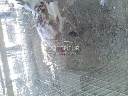 Foto 5 de se vende gallos ingleses