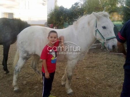 se vende yegua