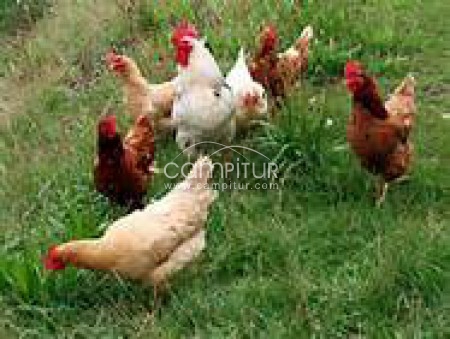VENTA DE AVES