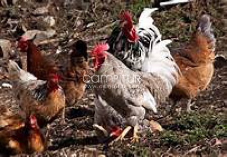 Foto 2 de VENTA DE AVES