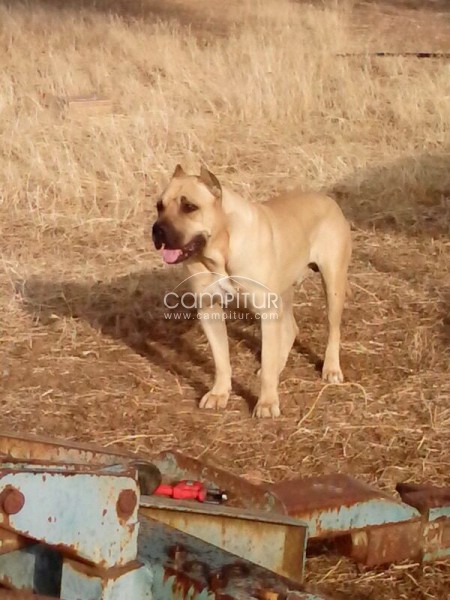 Foto 2 de BENDO PRESAS CANARIOS MAHO Y HEMBRA