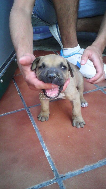 presa canario pura raza un mes hembra