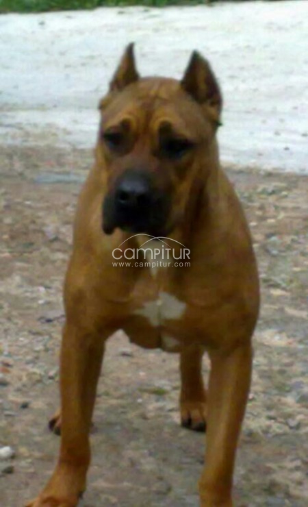 Foto 2 de presa canario pura raza un mes hembra