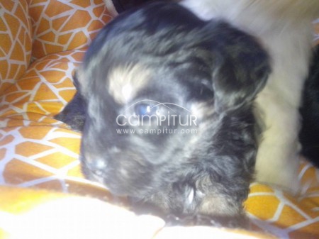 ccachorros mestizos de york shire