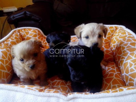 Foto 3 de ccachorros mestizos de york shire