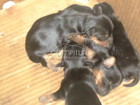 canbio un cachorro yorsais puro 100-por 100 por un border collies puro.