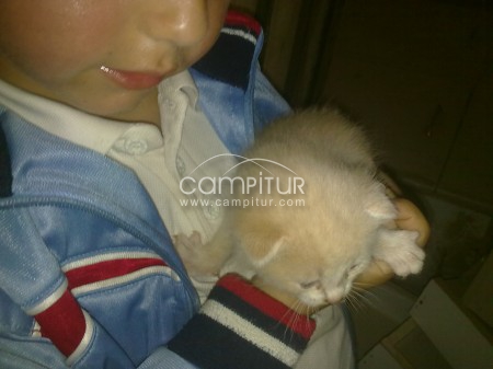 se regalan gatitos