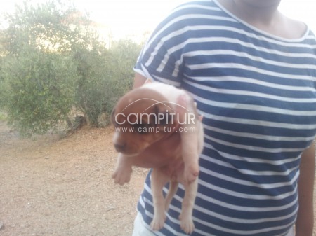Se regalan cachorros mestizos.