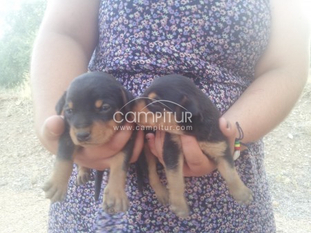 Foto 2 de Se regalan cachorros mestizos.