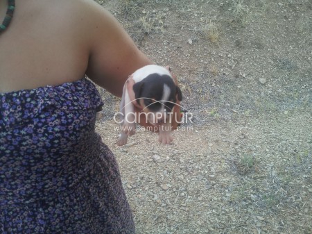 Foto 3 de Se regalan cachorros mestizos.