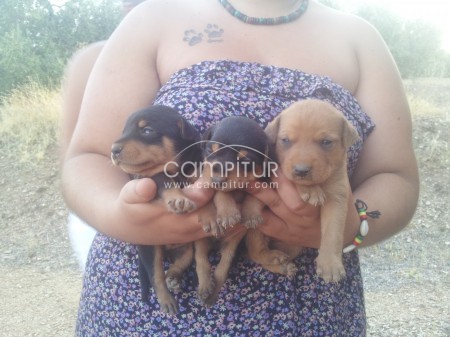 Foto 4 de Se regalan cachorros mestizos.