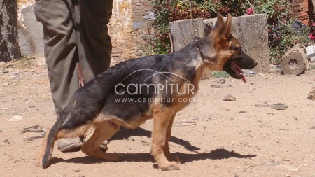 cachorros de pastoro aleman con pedigree