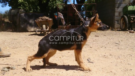 Foto 4 de cachorros de pastoro aleman con pedigree