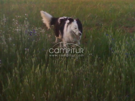 SE VENDE BORDER COLLIE