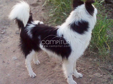 Foto 3 de SE VENDE BORDER COLLIE