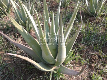 Aloe Vera (hijuelos y hojas)