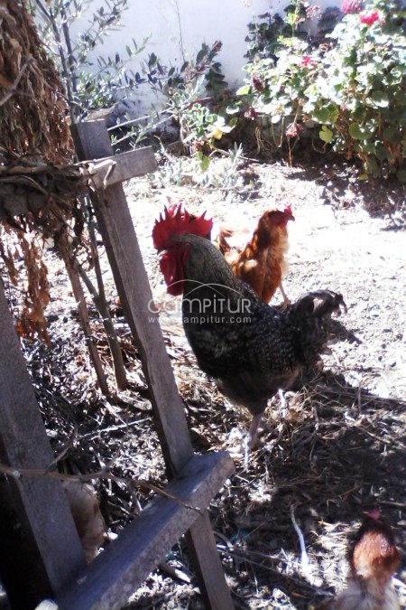 se vende o se cambia 