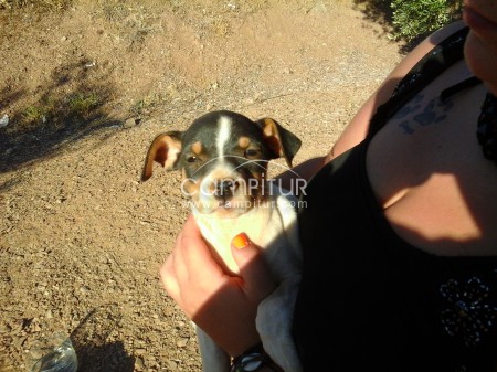 Foto 2 de Se regalan cachorros mestizos.