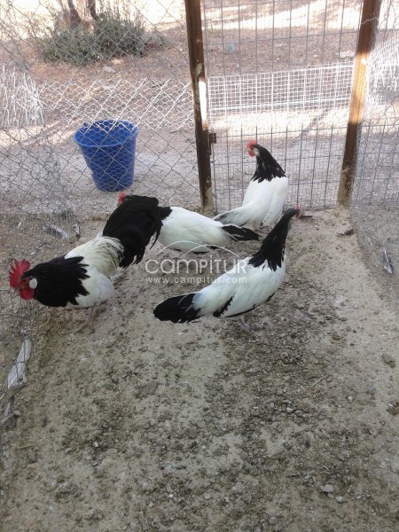 aves de todo tipo