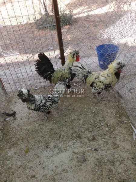 Foto 2 de aves de todo tipo