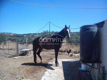 se vende caballo