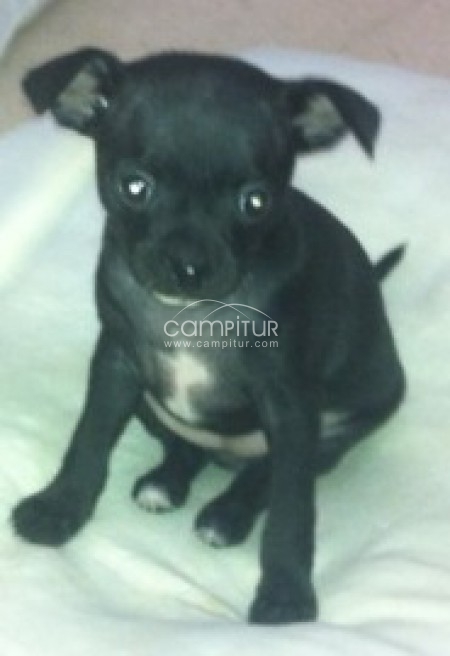 PRECIOSOS CHIHUAHUAS
