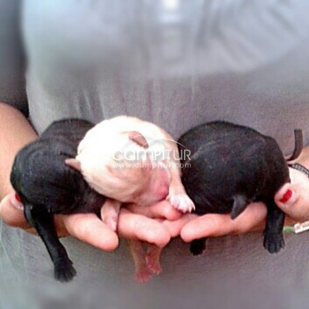 SE REGALAN CACHORROS MESTIZOS DE PODENCO.