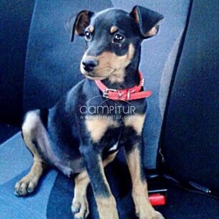 SE REGALA CACHORRO CRUCE DE BODEGUERO DE 3 MESES.