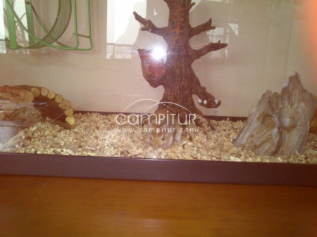 Vendo terrario con jerbos