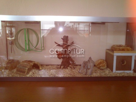 Foto 3 de Vendo terrario con jerbos