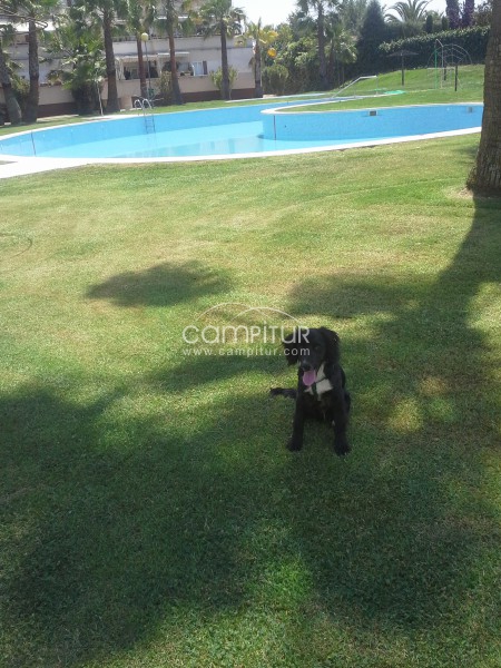 COCKER NEGRO Y BLANCO