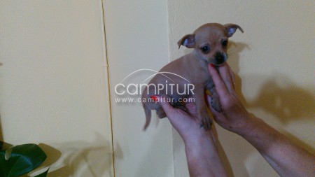 chihuahuas toy
