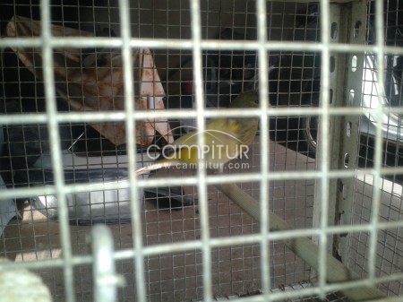 vendo canario