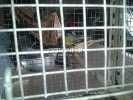 Foto 2 de vendo canario