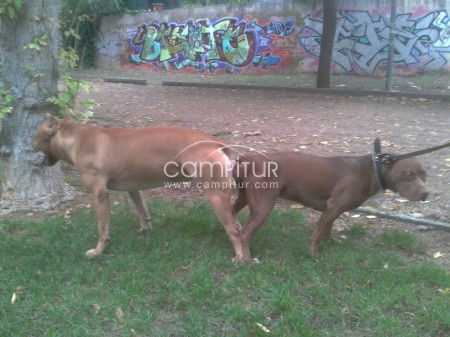 Proxima camada de American Pit Bull Terrier Red Nause