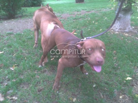 Foto 2 de Proxima camada de American Pit Bull Terrier Red Nause