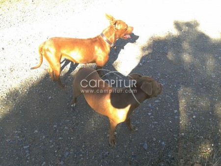 Foto 3 de Proxima camada de American Pit Bull Terrier Red Nause